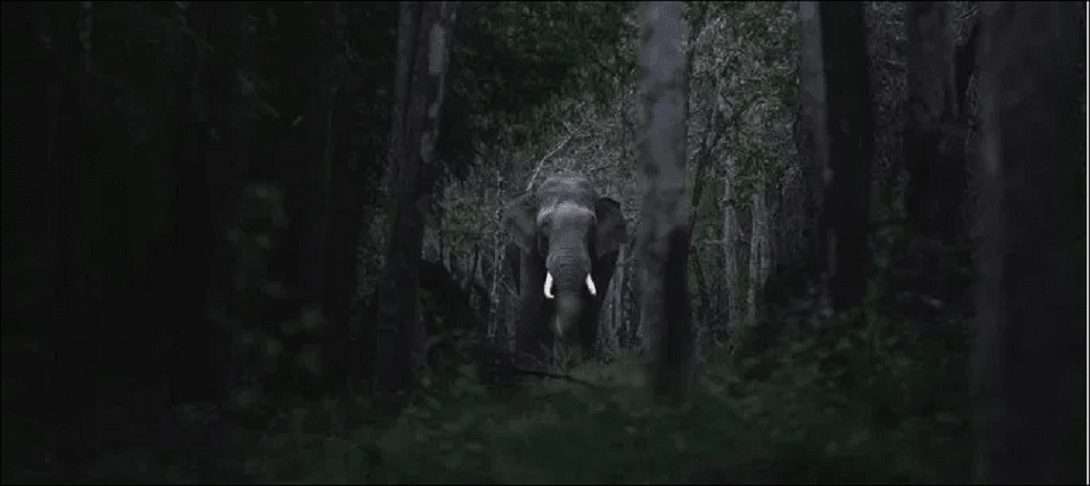 elephant in corbett