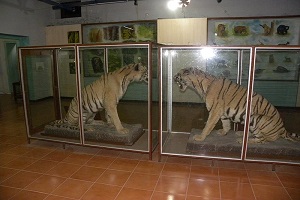 dhangarhi museum corbett